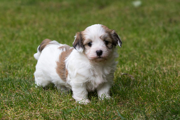 havanese puppy dog