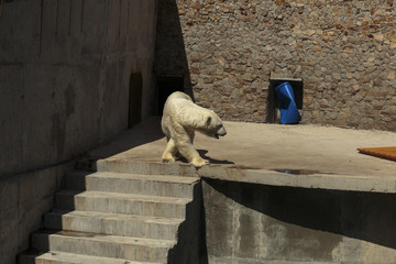 Polar Bear