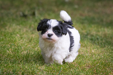 havanese puppy dog