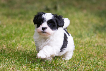 havanese puppy dog