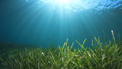 Seagrass underwater ocean background  