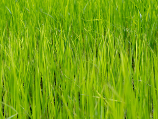 view of a rice  field