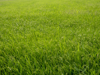 Fototapeta premium view of a rice field