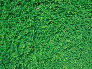 Fototapeta premium texture of a green leaves background