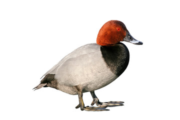 Pochard Duck (Aythya ferina), isolated on white background