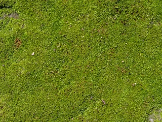 Foto op Plexiglas texture of mos on the stone for background © aumkabaum