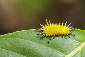Image of an amber caterpillar on green leaf. Insect. Animal.