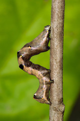 Image of brown caterpillar on a brown branch. Insect. Brown worm. Animal.