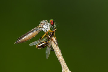 Image of Robber fly(Asilidae) eat the bait on a tree branch. Insect. Animal.