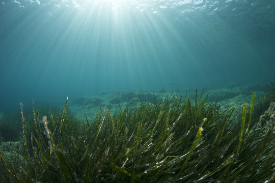 Green grass blue ocean underwater   