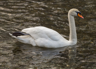 Obraz premium Isolated swan is swimming in warm water