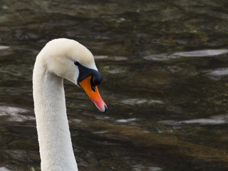 Fototapeta premium Isolated swan is swimming in warm water