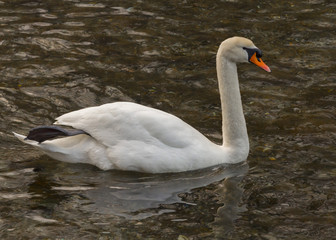Isolated swan is swimming in warm water