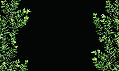 Elegant tropical leaves