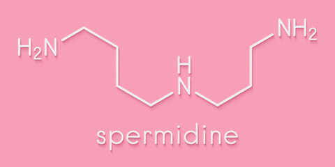 Spermidine molecule. Skeletal formula.