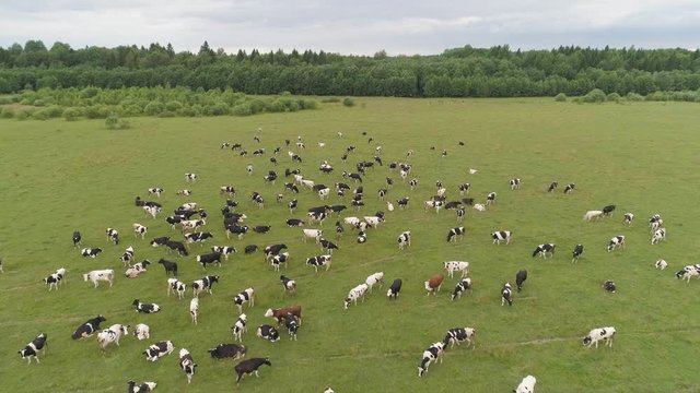 Aerial view cows graze on the green field pasture feed on grass.. Cows on summer pasture. Cows Grazing On a meadow