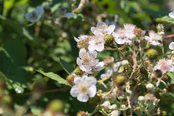 Close-up of wild blackberry flowers in bloom in June