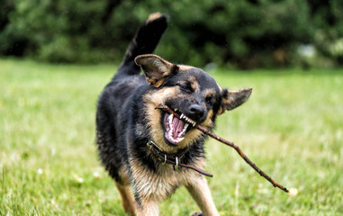 German shepherd in the park holds a stick in the teeth