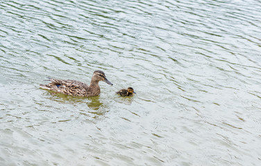 A duck with an duckling sails on the river