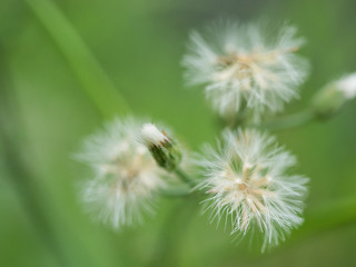 Little ironweed (Vernonia Cinerea)