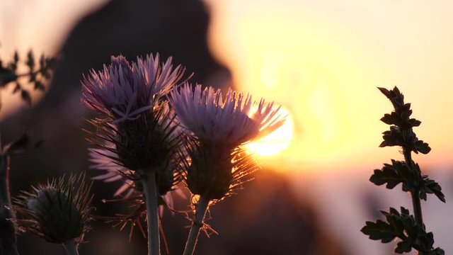 fiori al tramonto in riva al mare