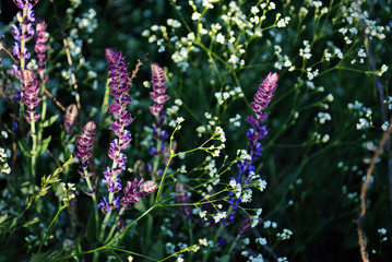 Tumbleweed white flowers and purple Salvia tesquicola flowers macro close up detail, soft blurry dark bokeh  background