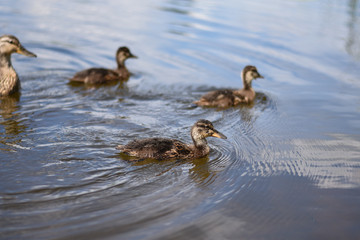 Ducklings on the river on a sunny day
