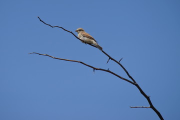 one bird on a branch against the sky