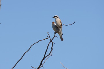 two birds on a dry branch against a blue sky