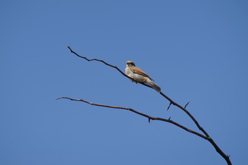 one bird on a branch against the sky