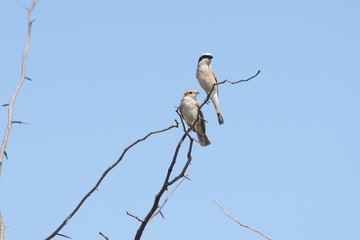 two birds on a dry branch against a blue sky