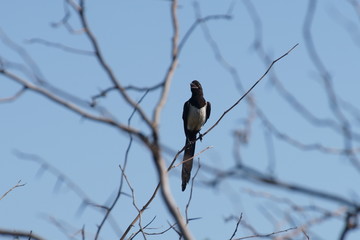 magpie on a tree branch against the sky