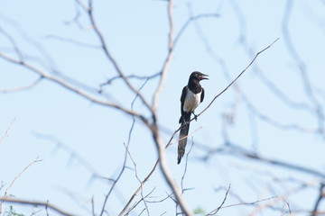 magpie on a tree branch against the sky