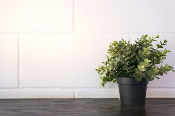 a black pot of green tree plant on wooden table with white brick wall background, copy space for text.