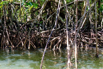 Roots of mangrove forests in the rainforest island of Palawan, Philippines.