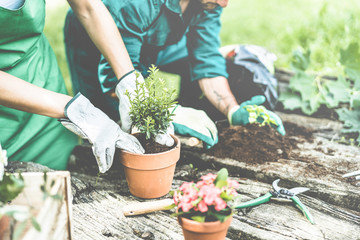 Gardeners hands putting plants inside pots