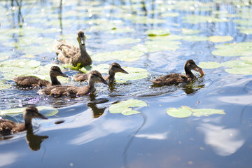 Ducklings on the river on a sunny day