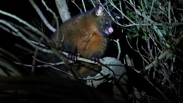 Common Brush-tailed Possum - Trichosurus vulpecula -nocturnal, semi-arboreal marsupial of Australia, introduced to New Zealand, looking for food and eating leaves.