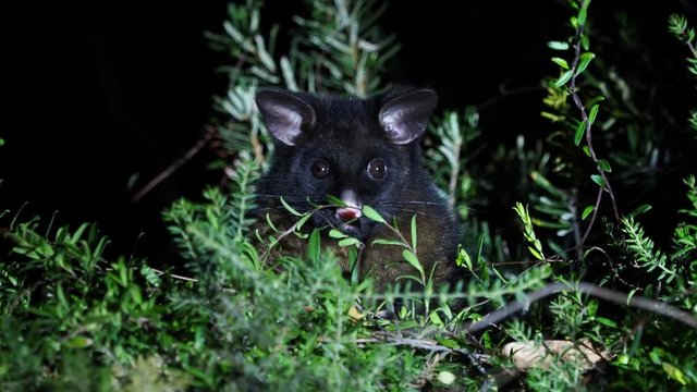 Common Brush-tailed Possum - Trichosurus vulpecula -nocturnal, semi-arboreal marsupial of Australia, introduced to New Zealand, looking for food and eating leaves.