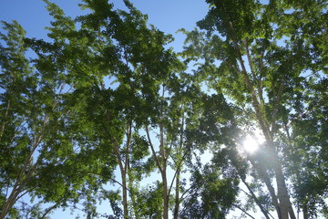 The sun shines through the trees