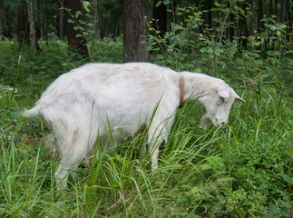 Naklejka na ściany i meble goat grazes in the woods