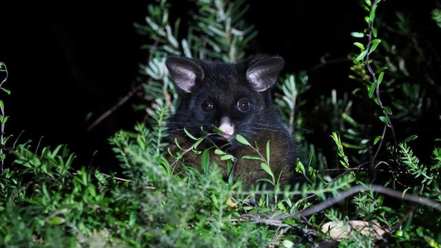 Common Brush-tailed Possum - Trichosurus vulpecula -nocturnal, semi-arboreal marsupial of Australia, introduced to New Zealand, looking for food and eating leaves.
