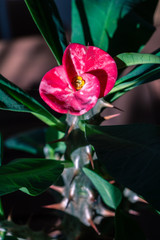 Fleur rose avec &eacute;pines