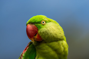 Papagei in Australien - 212318298