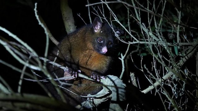 Common Brush-tailed Possum - Trichosurus vulpecula -nocturnal, semi-arboreal marsupial of Australia, introduced to New Zealand, looking for food and eating leaves.