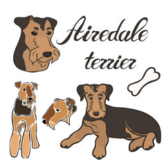 Airedale terrier dog breed vector illustration set isolated. Doggy image in minimal style, flat icon. Simple emblem design for pet shop, zoo ads, label design animal food package element. Gun dog sign