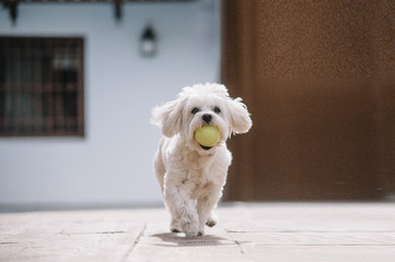 white maltese bichon dog playing with ball in mouth