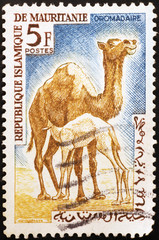 Mother dromedary and baby on postage stamp of Mauritania