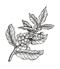 Naklejka premium Kawowy drzewo z fasoli Coffea wektoru ilustracją