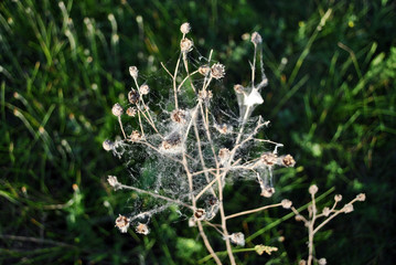 White spider web on dry plant twig, green grass background, top view